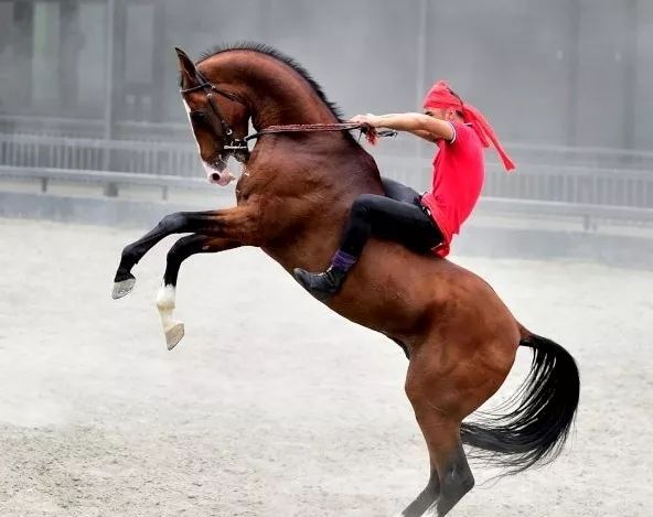 乌鲁木齐这里不仅可以看到汗血宝马,还能看到精彩绝伦的马术表演 还不