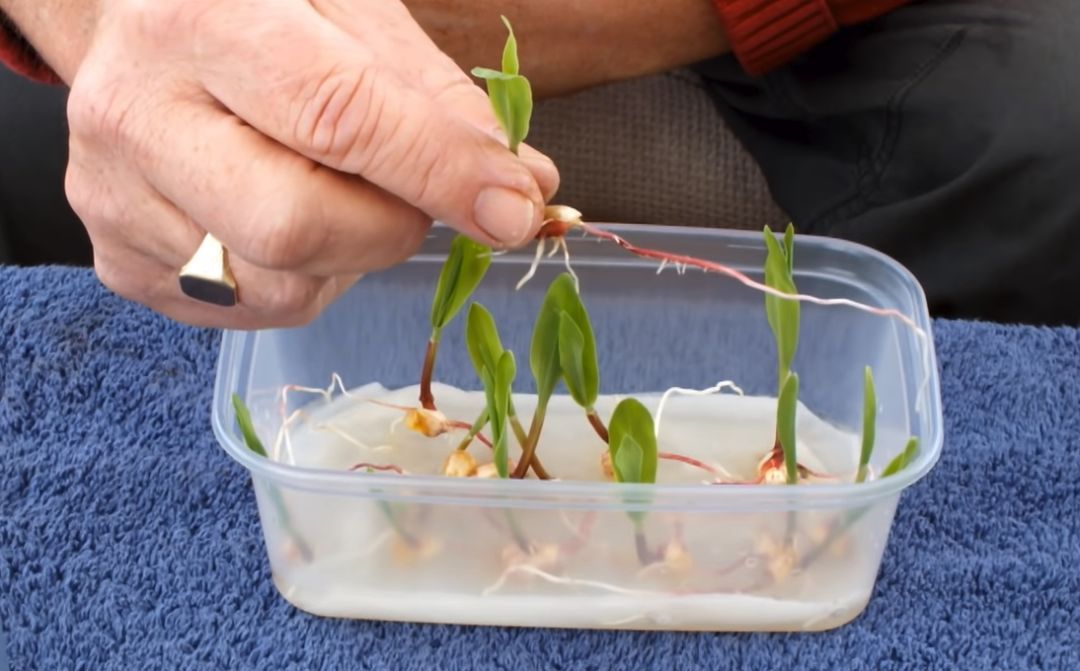 4,玉米棒可以整根水培,也可以切段水培,只要带有玉米粒,就能很快成活