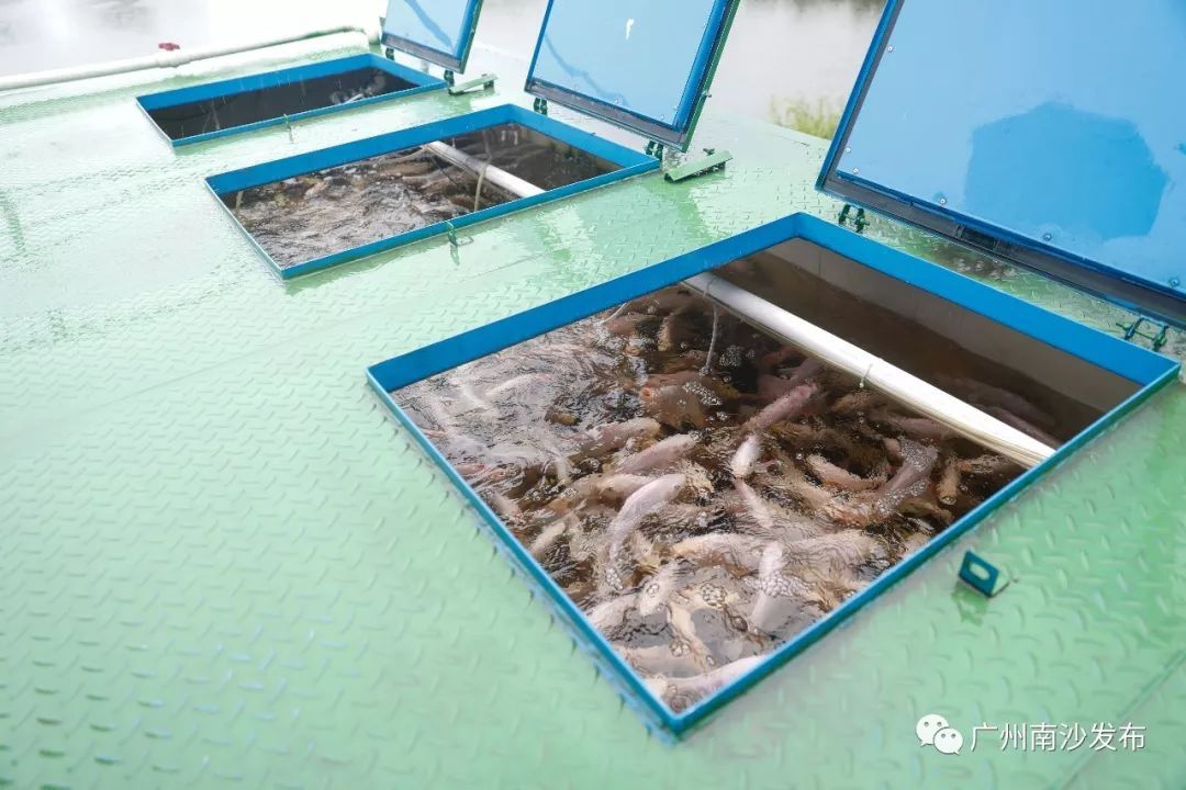 在南沙没什么不可能!全国首创集装箱养鱼,从本地走出国门