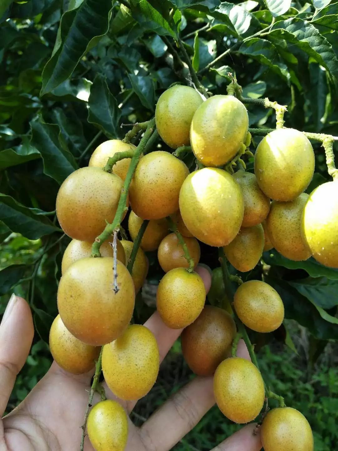 美食南宁这个地方的黄皮果熟啦整个村子都是摘果约吗