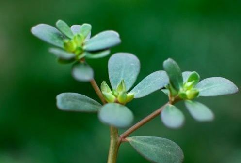 癰腫疔瘡 鮮馬齒莧搗爛或煎水,洗患處,一般幾次即可痊癒.