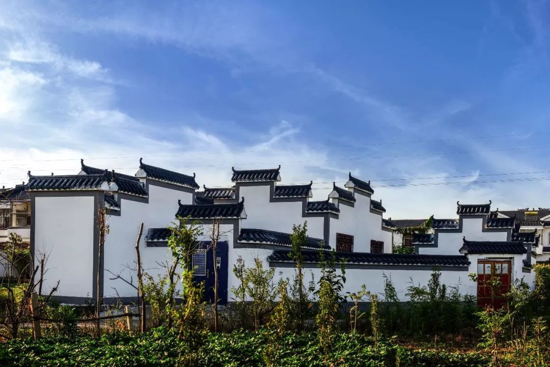 位于铜山区汉王镇玉带大道一侧的600亩花田花海里,花卉品种有百日草