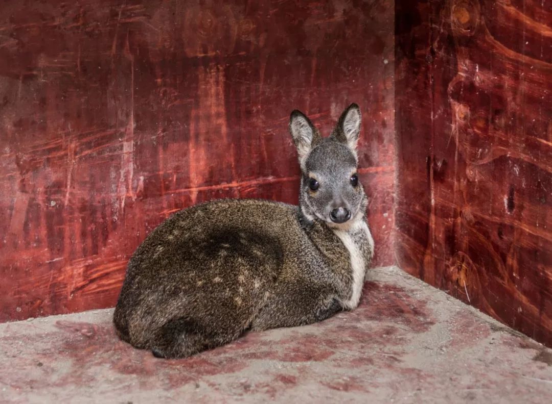 萌宠驾到!"小边巴"满月啦