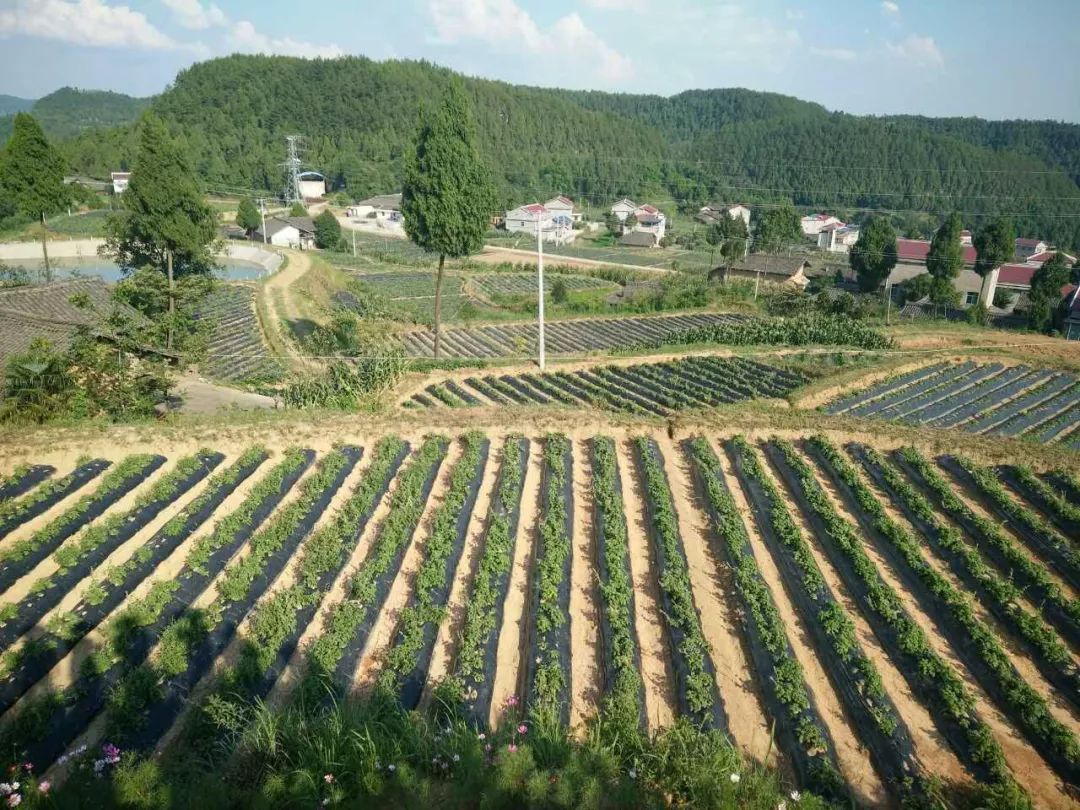 促传统农业华丽变身,苍溪这样做