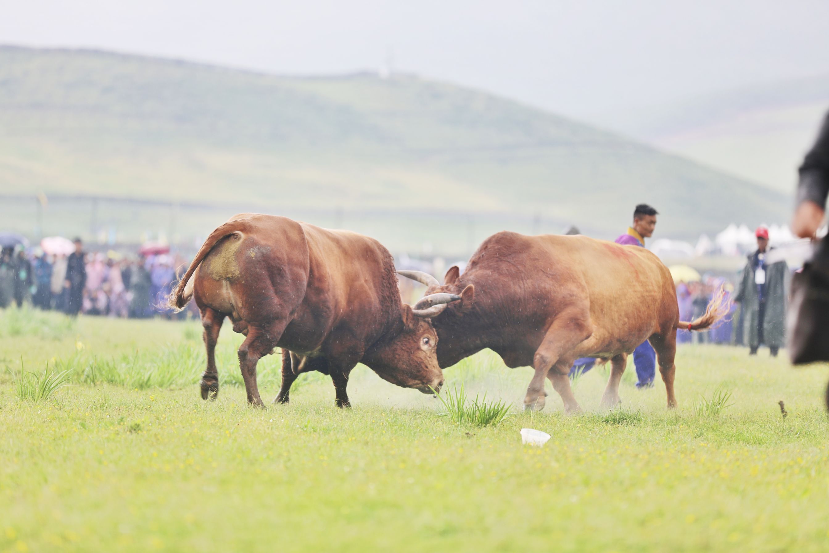 昭觉谷克德火把节 斗牛赛马传统民俗活动精彩纷呈