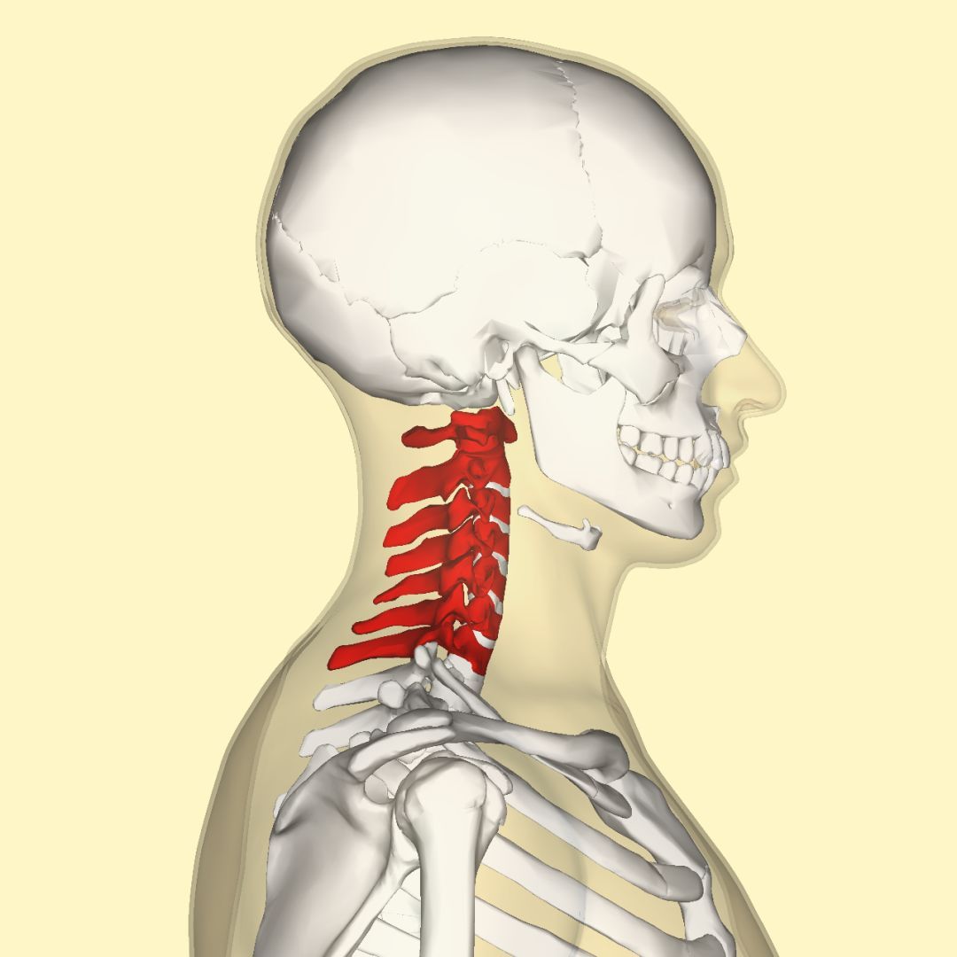颈椎67节在位置图片图片