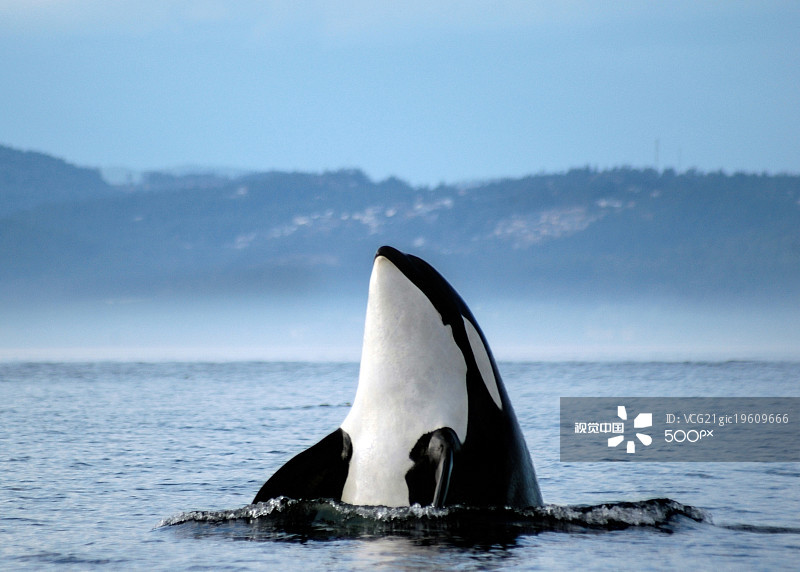(图片来源:视觉中国)虎鲸一般会发出"嘤嘤嘤"的声音,与海豚叫声无异