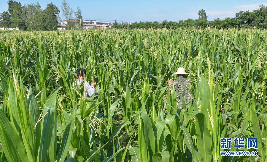 在河南省平頂山市湛河區油坊頭村,村民在攔水澆地(7月31日攝).