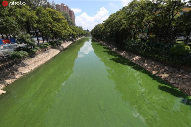 昆明大观河河面飘满蓝藻水华绿如油漆