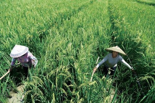 图片新闻:杂交水稻人工授粉