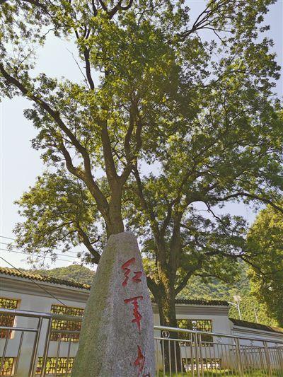 "红军树"见证初心(壮丽70年 奋斗新时代·记者再走长征路)