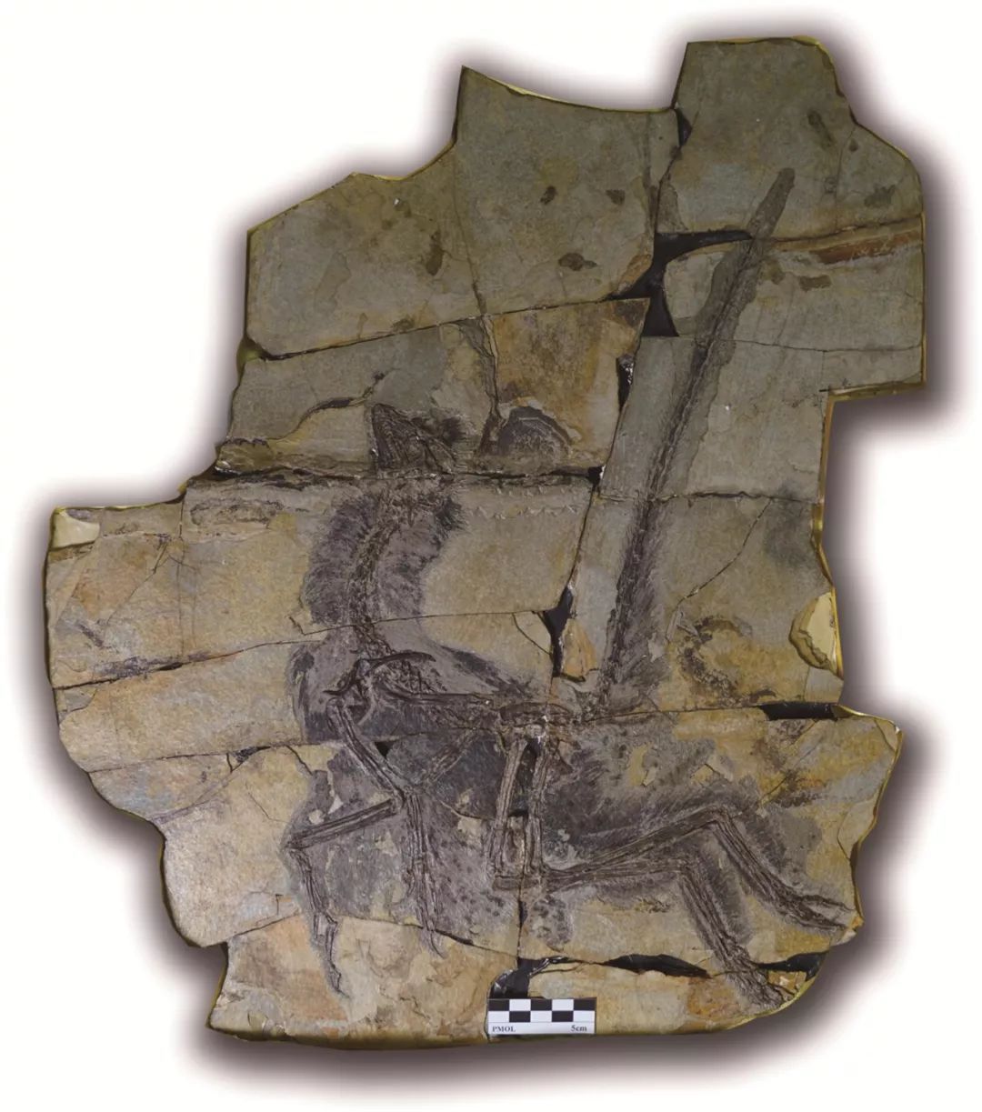 辽西羽毛恐龙化石照片图片