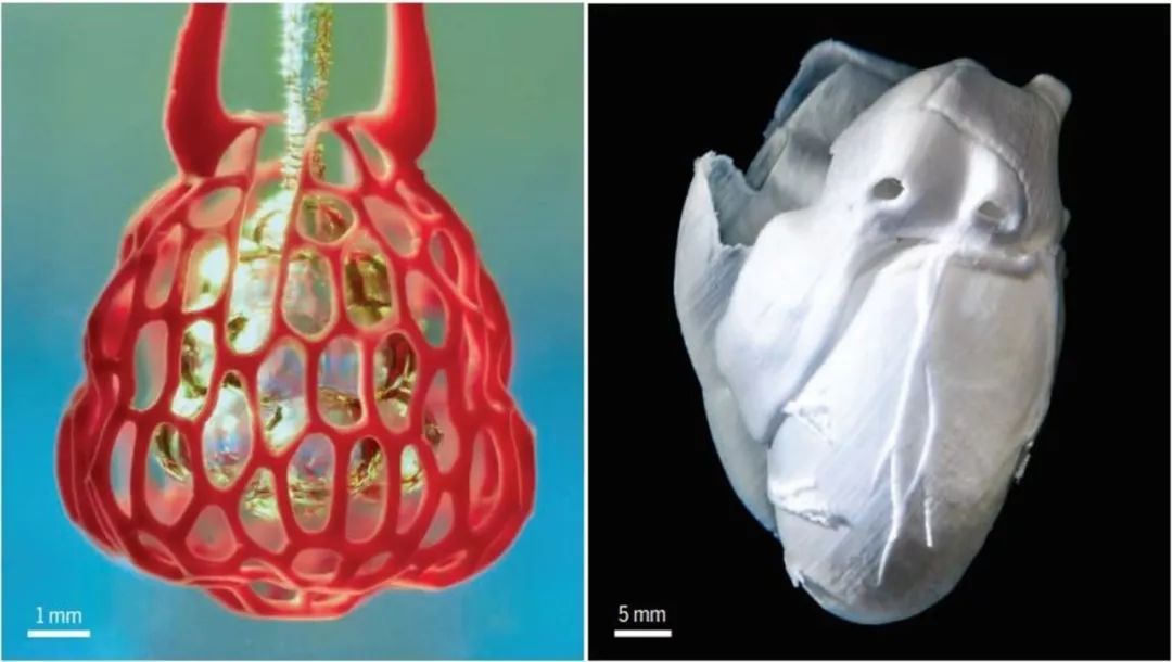 人造器官再现奇迹,科学家打印出会跳动的心