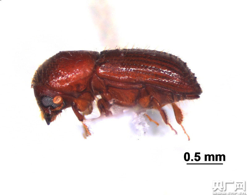 高栏口岸首次截获检疫性有害生物橡胶材小蠹