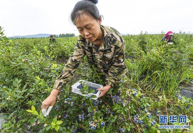 8月8日,伊春市友好區萬畝藍莓基地採摘園的工人在採摘藍莓.