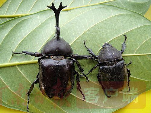 经专家鉴定,此虫是一种珍稀昆虫,名为叉犀金龟,是国家二级保护动物