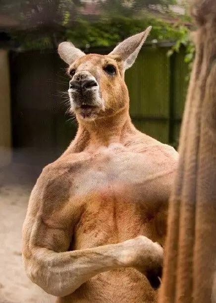 澳大利亚网红肌肉袋鼠罗杰离世它的照片曾传遍国内外媒体