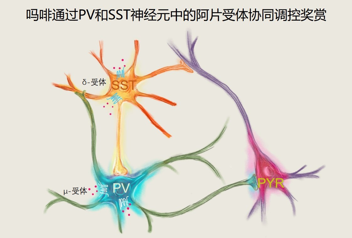 脑科学研究院马兰团队发现吗啡奖赏作用神经机制