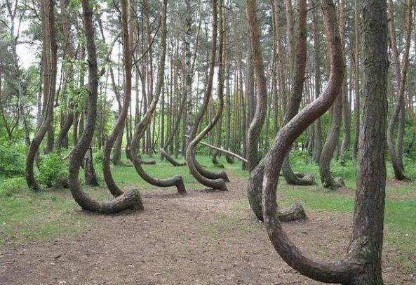 国外男子看到大山里惊现一群蟒蛇不敢前进,仔细一看后乐了