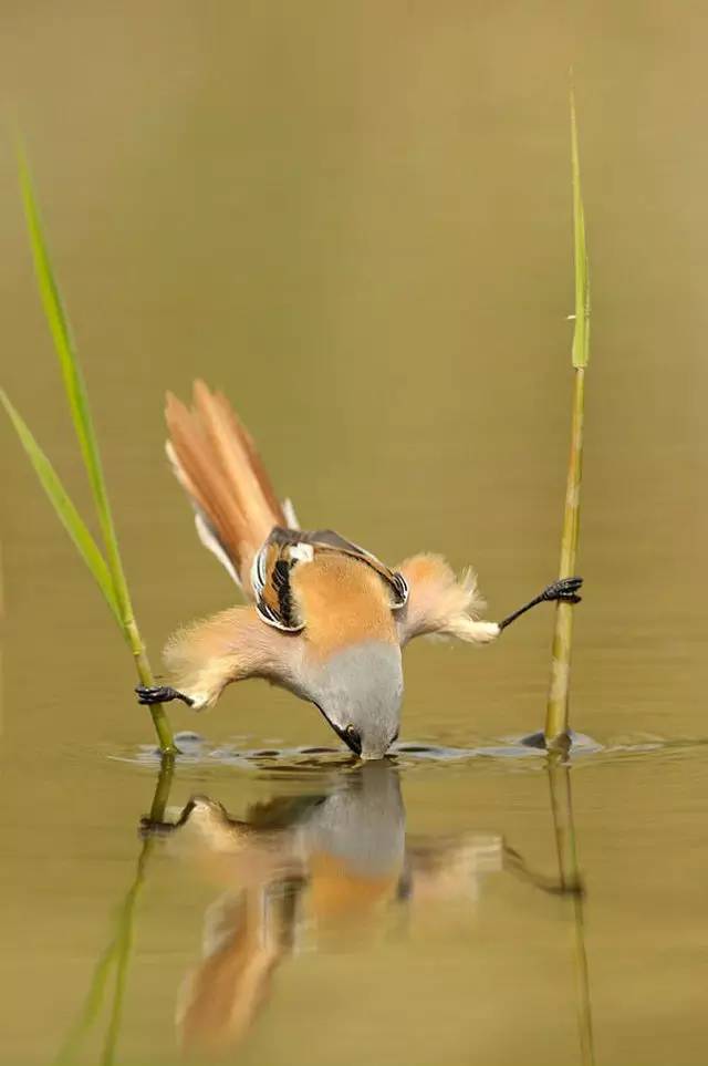 震撼心灵的45张金奖照片美疯了