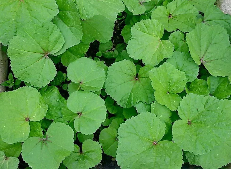 末《四时纂要》记载有35种,其中以"葵"最为重要,葵,又称为冬葵或寒菜