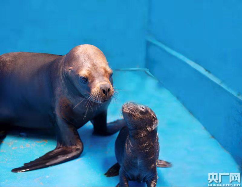 大连老虎滩海洋公园新出生9只小海狮宝宝