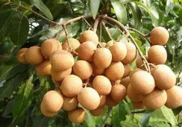 重庆夏季水果采摘指南出炉葡萄猕猴桃龙眼西瓜都熟啦