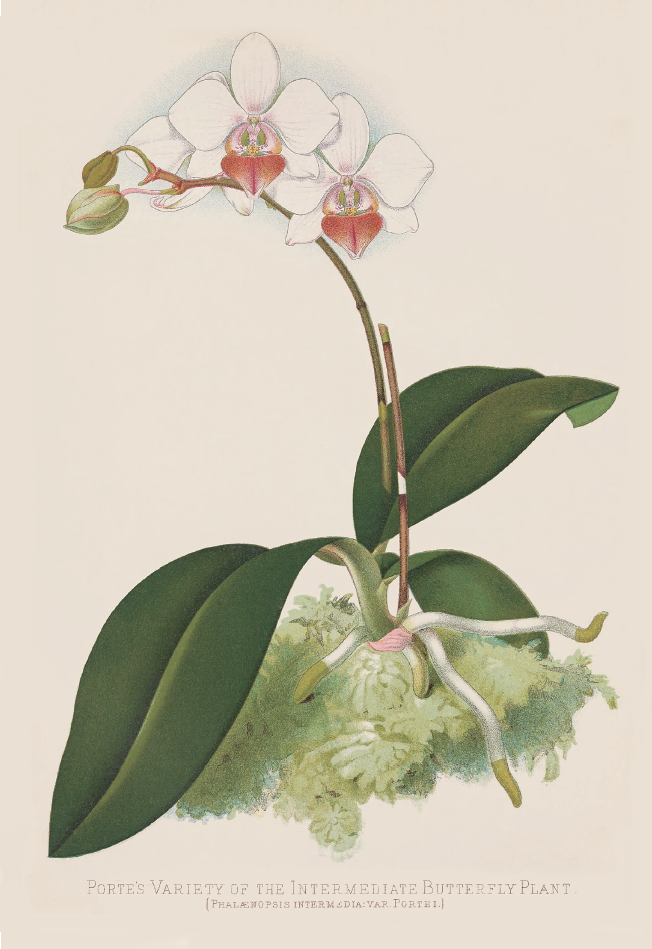 中型蝴蝶蘭· phalaenopsis intermedia.png