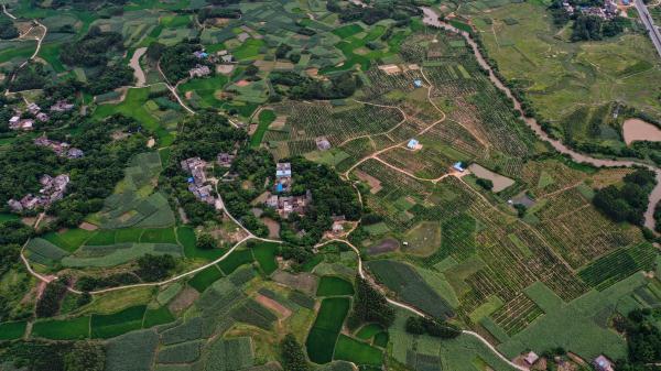 這是欽州市欽南區久隆鎮青草村的田園景色(8月30日無人機拍攝).