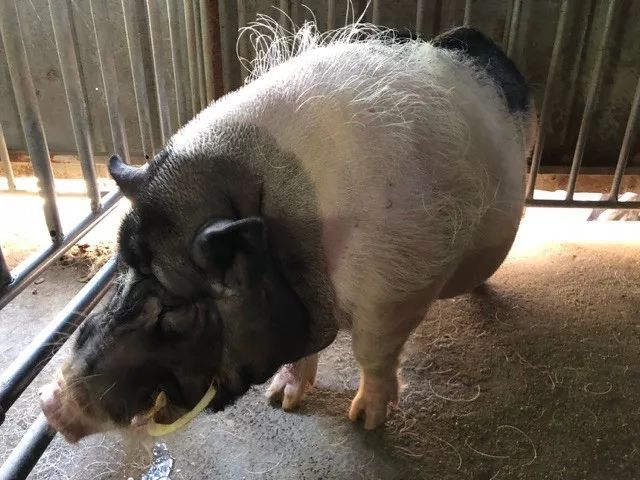 但小香猪在这8年里面,胖了,秃了,沧桑了,还长出了獠牙,整张猪脸都是被
