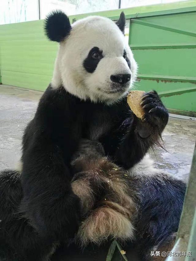 石家庄市动物园现有两只大熊猫——娅祥和云子 姓名