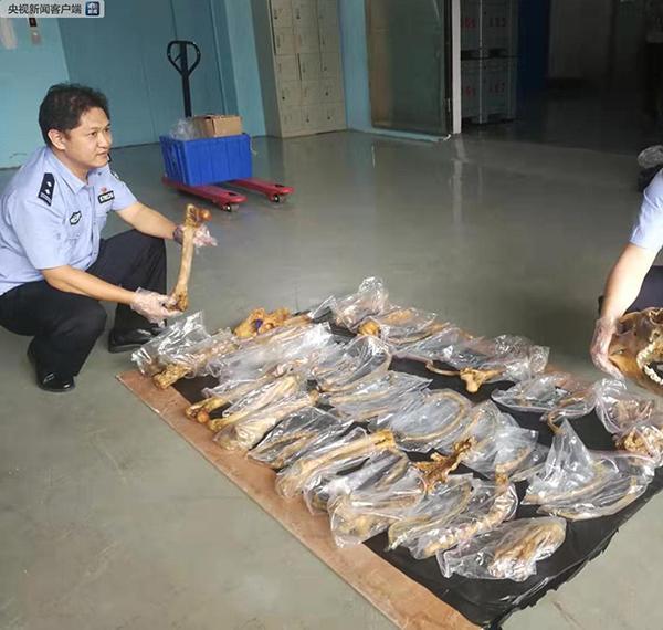 光明网：海关破获走私老虎等濒危动植物及制品案，抓获40人