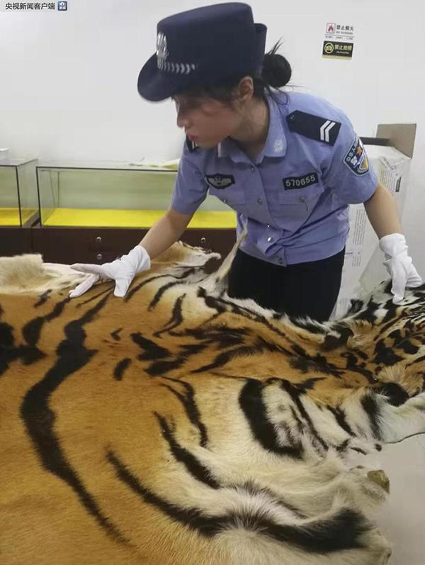 光明网：海关破获走私老虎等濒危动植物及制品案，抓获40人
