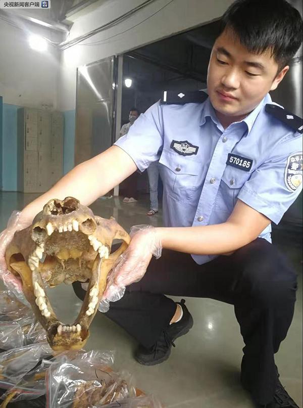 光明网：海关破获走私老虎等濒危动植物及制品案，抓获40人