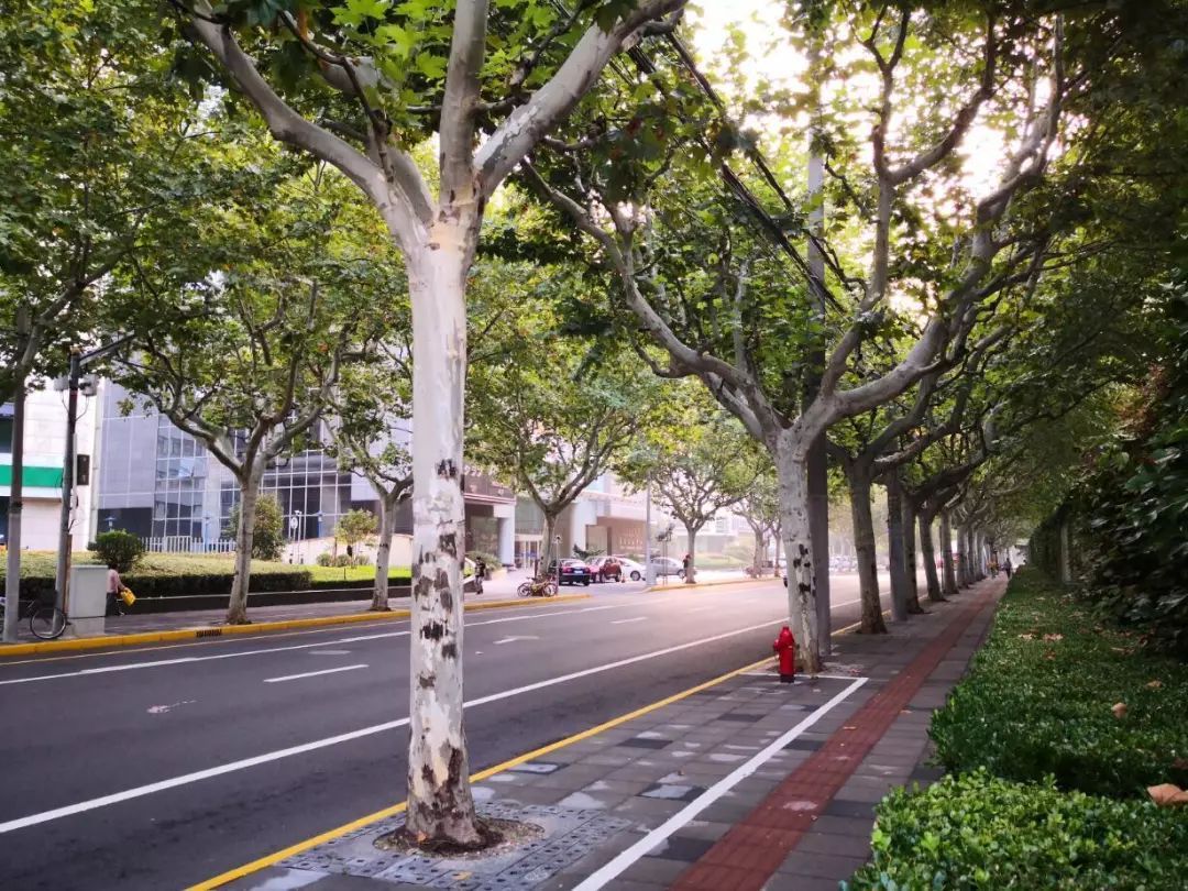 仙霞路位于位于长宁区中部,属仙霞街道.