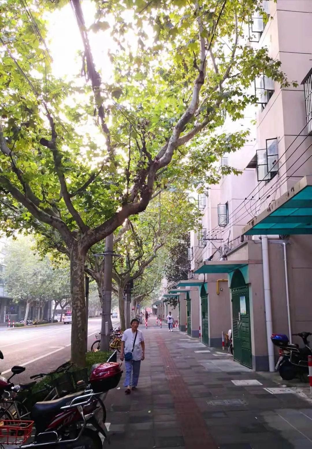 美美哒长宁又将新添一条市级林荫道