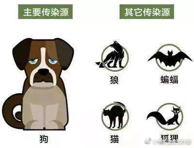 光明网@哪些动物传播狂犬病？