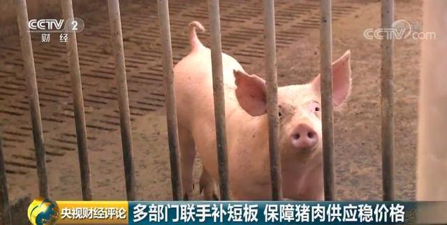 「环球网」为了“二师兄”，六部门齐发声！稳猪价，啥办法？