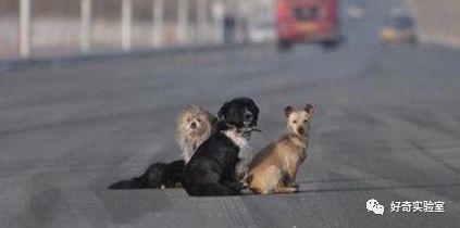 「光明网」中秋节开高速回家，突然冲出小动物，要不要避让？