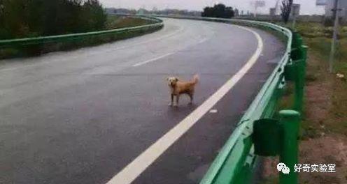 「光明网」中秋节开高速回家，突然冲出小动物，要不要避让？