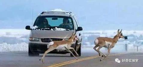 「光明网」中秋节开高速回家，突然冲出小动物，要不要避让？