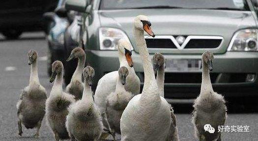 「光明网」中秋节开高速回家，突然冲出小动物，要不要避让？