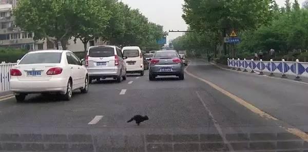 「光明网」中秋节开高速回家，突然冲出小动物，要不要避让？