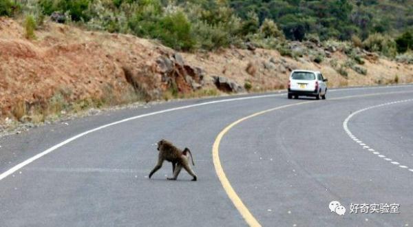 「光明网」中秋节开高速回家，突然冲出小动物，要不要避让？