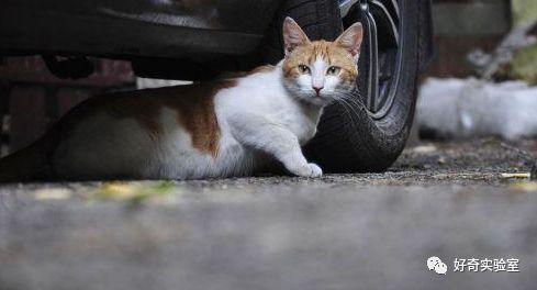 「光明网」中秋节开高速回家，突然冲出小动物，要不要避让？