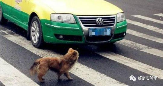 「光明网」中秋节开高速回家，突然冲出小动物，要不要避让？