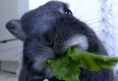 480_330gif 动态图 动图