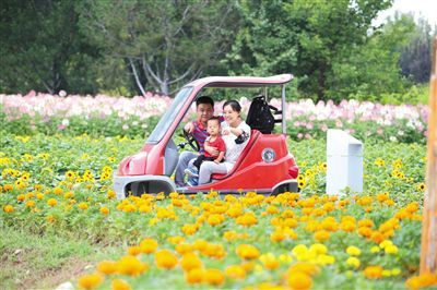 「新京报」北京菊花文化节今日开幕 六大展区待赏花人