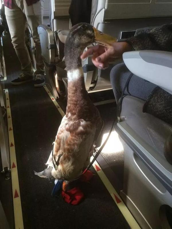 「中国网」＂以安抚自己情绪为由，他们把鸭子，猪，马等动物带上飞机，引起争议...＂