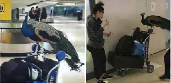 「中国网」＂以安抚自己情绪为由，他们把鸭子，猪，马等动物带上飞机，引起争议...＂